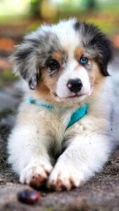 BORDER COLLIE PUPPY LOVE